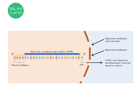 Үлкен ілулі лабия порно видеолар