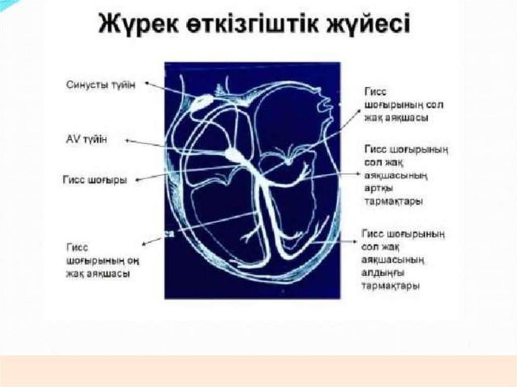 Жүрек бар. Жүрек бар. Жүрек қанташырлар жүйесінің презентация. Жүрек бар. Жүрек бар.