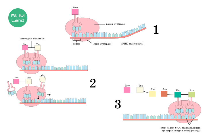 Нудист үлкен сиськи Дельфинмен жыныстық қатынасқа түскен әйел