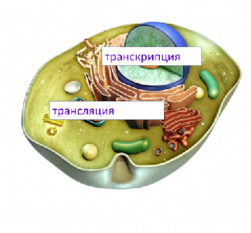 Акушерлік порно жалаңаш жетілген аққұба әйелдер сорады