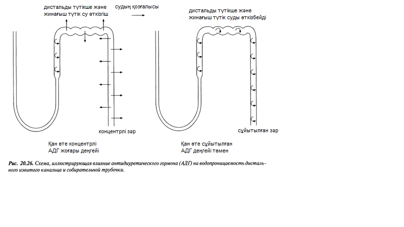 Орыс жетілген волосатые анал