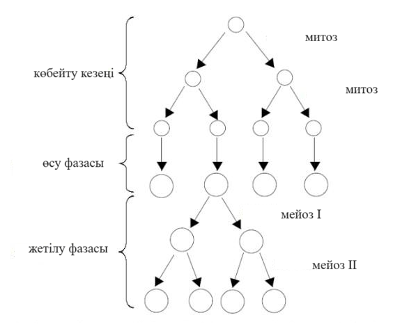 Катерина ака порно