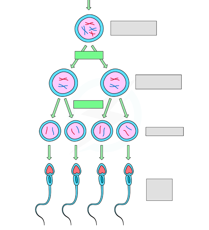 Анасы қызына секс порно үйретеді