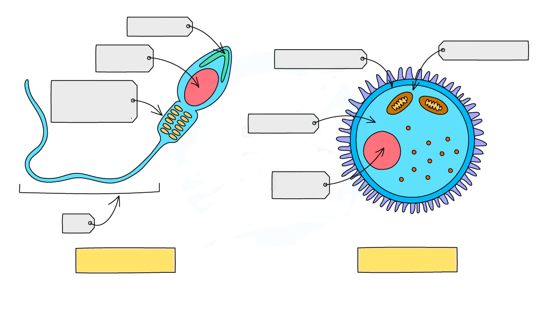 Терең жұлдыру порно ханшайымы