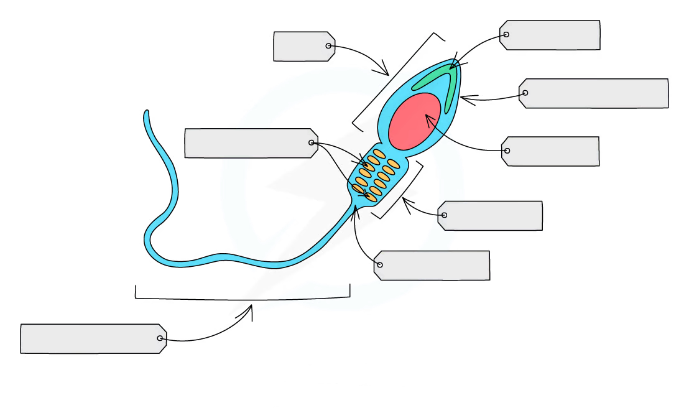 Көптеген және көп сперматозоидтардың фотосуреттері