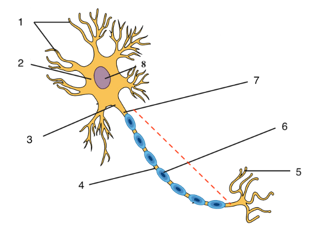 Артқы жағындағы кисканың жақын жоспары Анус порно онлайн көру