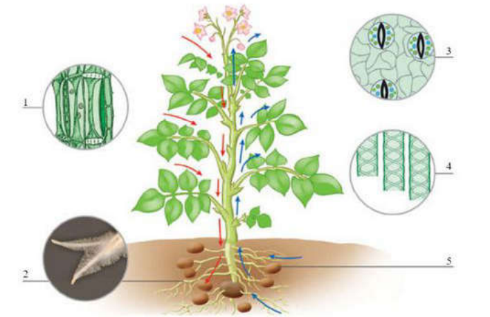 Құнажындардың үлкен буферлері бар