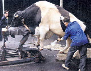 Мүшелердің шабуылы