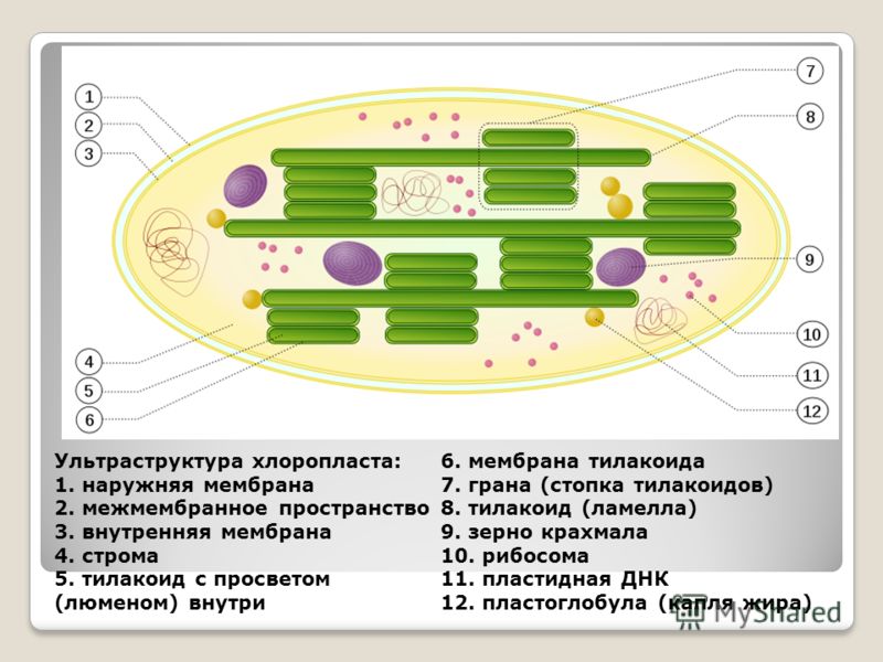 Ең үлкен мүшесі бар секс