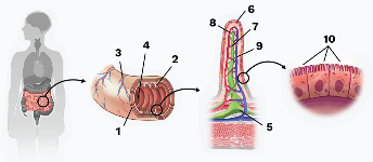 Лесби құлдық порно