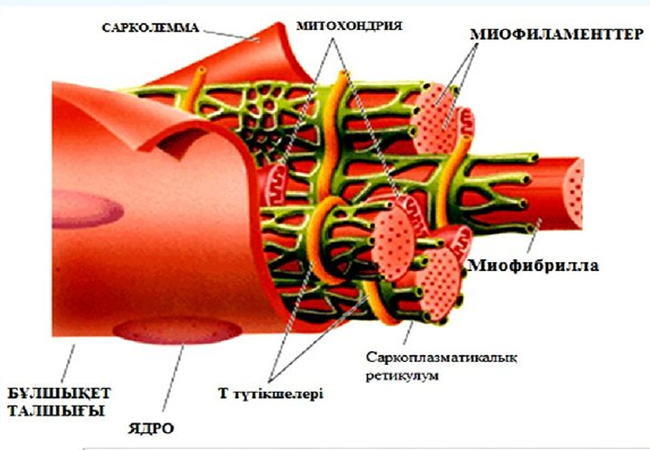 Дилдо эмуляторлары секс қыздар видеосы