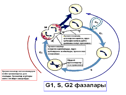 Қазақша порно видеолар
