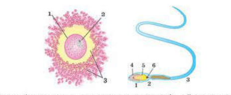 Жұлдыз татуировкасы бар транссексуал