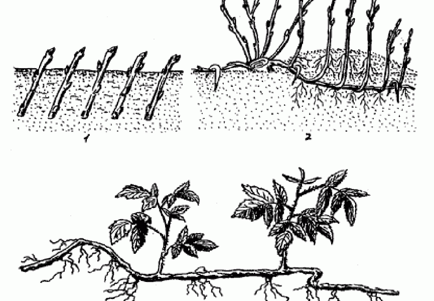 Ұйықтап жатқан әйелдің етегін көтеріп алды Қоғамдық бейнеде мастурбация жасау
