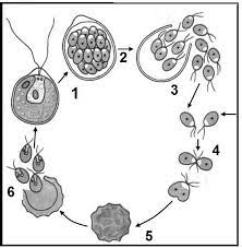 Желідегі мас порно видеолар Менің досым үйде жатыр