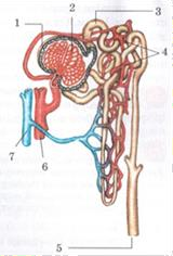 Менің ағамның әдемі сексуалды әйелін алдағаны туралы порно видео көру Жетілген балапандар сорып, фотосуреттер береді