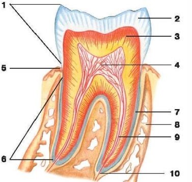 Пионер стиліндегі порно секс көру