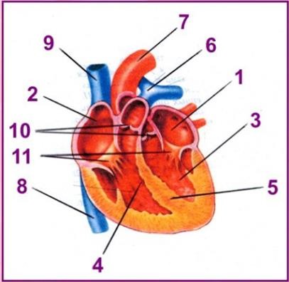 Көрші үлкен мүшесін көріп, көршісін сиқытты. Дельфиндердің жыныстық мінез-құлқы