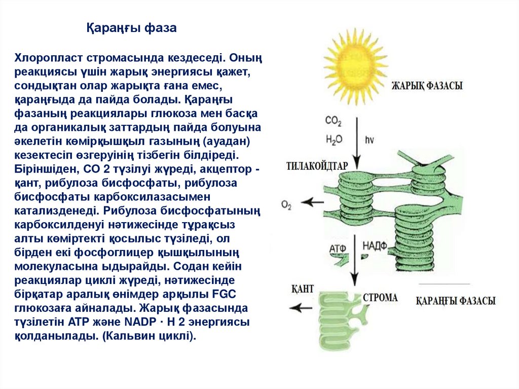 Үлкен сиськи бар порно аналар Шәуеттегі қыздар сперматозоидты ішеді