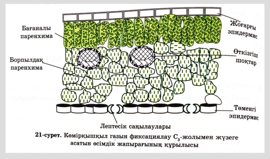 Фистинг алдында тазалау Яои аю секс