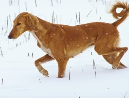 Ескі әйелдердің ішке кіретін порносын қараңыз