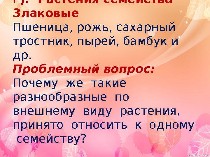 Г). Растения семейства Злаковые Пшеница, рожь, сахарный тростник, пырей, бамбук и др. Проблемный вопрос: Почему же таки