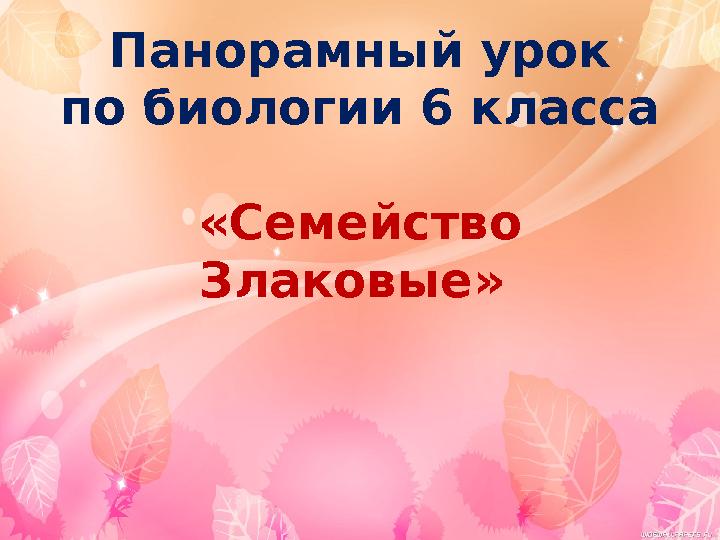 Панорамный урок по биологии 6 класса «Семейство Злаковые»