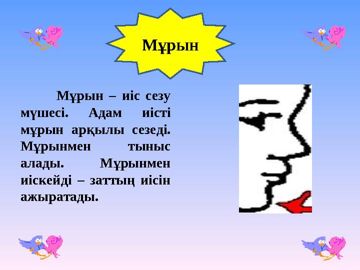 Мұрын Мұрын – иіс сезу мүшесі. Адам иісті мұрын арқылы сезеді. Мұрынмен тыныс алады. Мұрынмен иіскейді – заттың иісін ажыр
