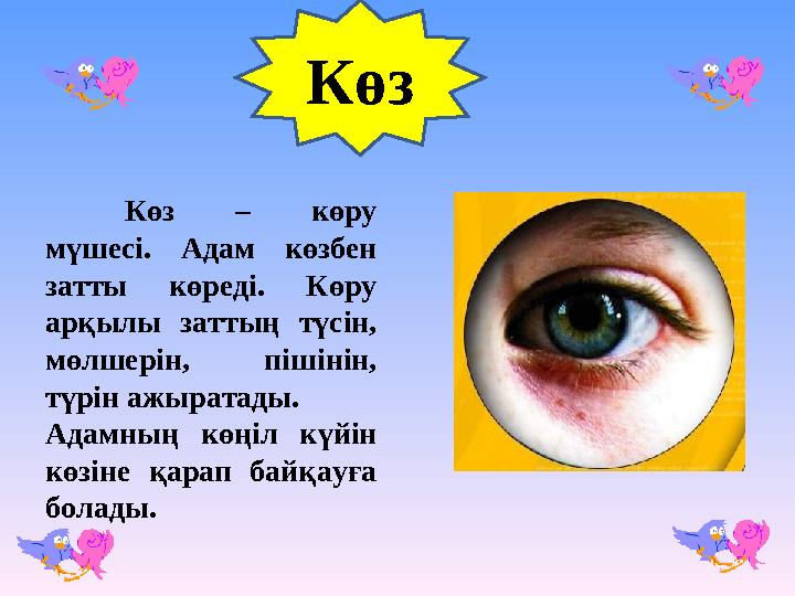 Көз Көз – көру мүшесі. Адам көзбен затты көреді. Көру арқылы заттың түсін, мөлшерін, пішінін, түрін ажыратады. Адамның көңі