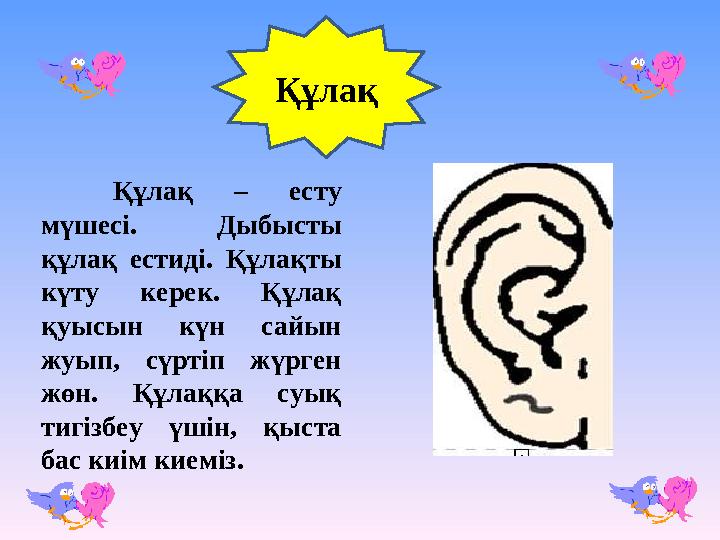 Құлақ Құлақ – есту мүшесі. Дыбысты құлақ естиді. Құлақты күту керек. Құлақ қуысын күн сайын жуып, сүртіп жүрген жөн. Құлақ