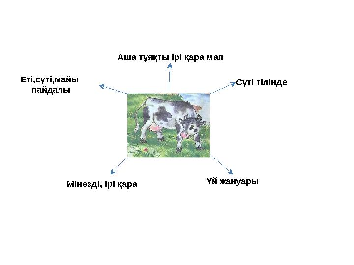 Аша тұяқты ірі қара мал Сүті тілінде Үй жануары Мінезді, ірі қара Еті,сүті,майы пайдалы
