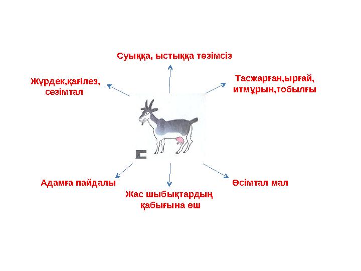 Суыққа, ыстыққа төзімсіз Өсімтал мал Жас шыбықтардың қабығына өш Адамға пайдалы Жүрдек,қағілез, сезімтал Тасжарған,ырғай, итмұ