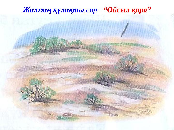 Жалмаң құлақты сор “Ойсыл қара”
