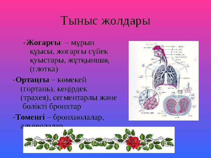 Тыныс жолдары -Жоғарғы – мұрын құысы, жоғарғы сүйек қуыстары, жұтқыншақ (глотка) -Ортаңғы – көмекей (гортань), кеңірдек (т