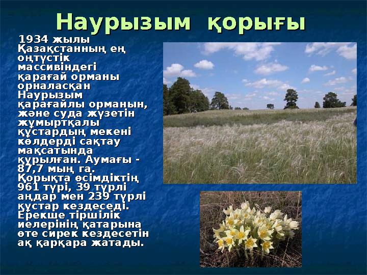 НаурызымНаурызым қорығы қорығы 1934 жылы 1934 жылы Қазақстанның ең Қазақстанның ең оңтүстік оңтүстік массивіндегі