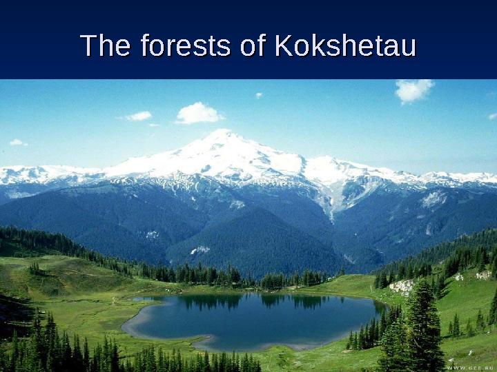 The forests of KokshetauThe forests of Kokshetau