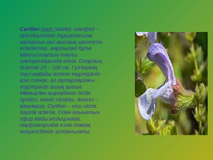 Сәлбен (лат.Salvia), шалфей – еріндігүлділер тұқымдасына жататын көп жылдық шөптесін өсімдіктер, жартылай бұта Маңғыстаудың