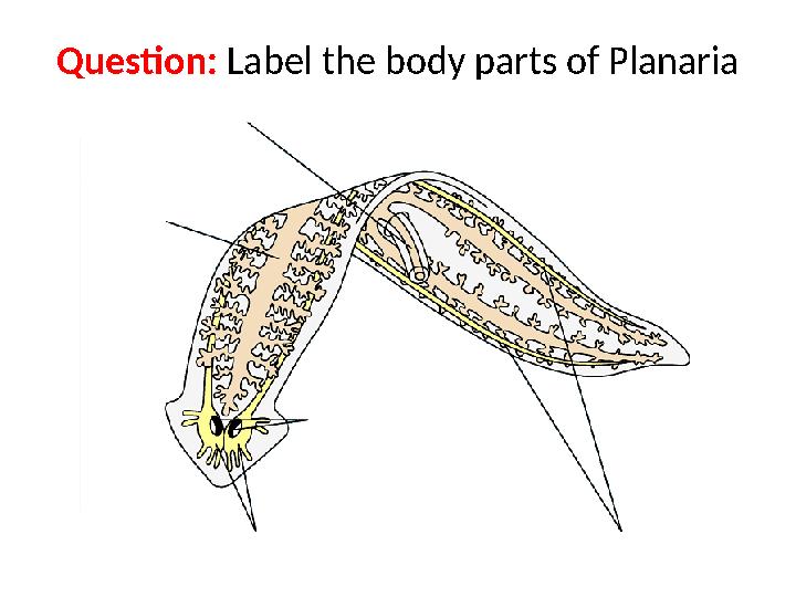 Question: Label the body parts of Planaria