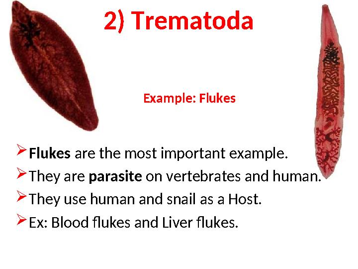 2) Trematoda Example: Flukes  Flukes are the most important example.  They are parasite on vertebrates and human.  They us