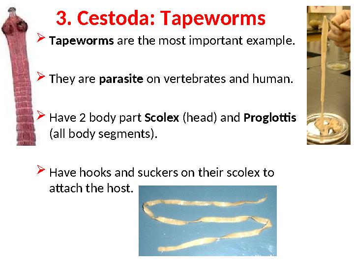 3. Cestoda: Tapeworms  Tapeworms are the most important example.  They are parasite on vertebrates and human.  Have 2 body