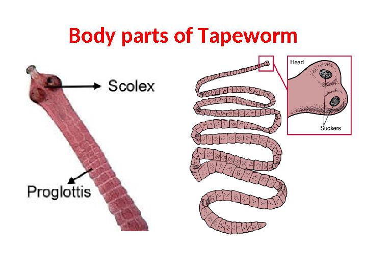 Body parts of Tapeworm