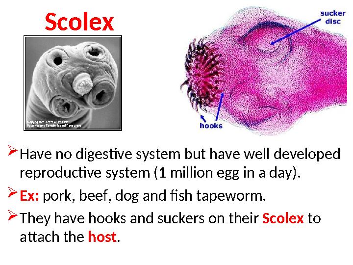 Scolex  Have no digestive system but have well developed reproductive system (1 million egg in a day).  Ex: pork, beef, dog