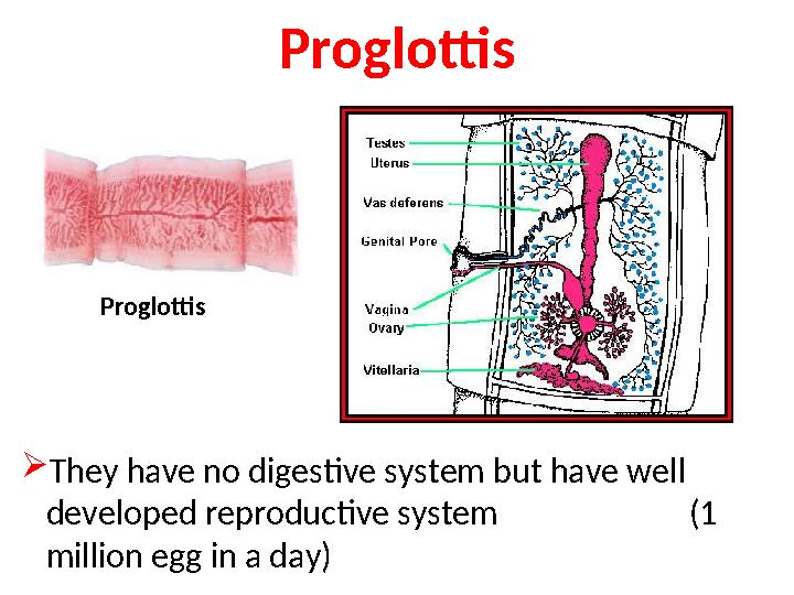 Proglottis  They have no digestive system but have well developed reproductive system (1 million egg in a day) Proglottis