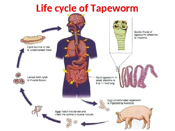 Life cycle of Tapeworm