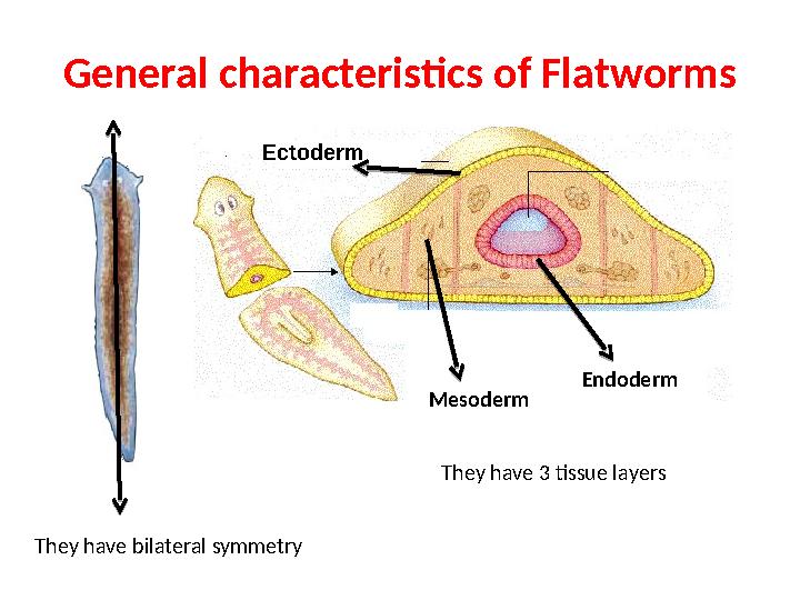 General characteristics of Flatworms They have bilateral symmetry Mesoderm Endoderm They have 3 tissue layersEctoderm