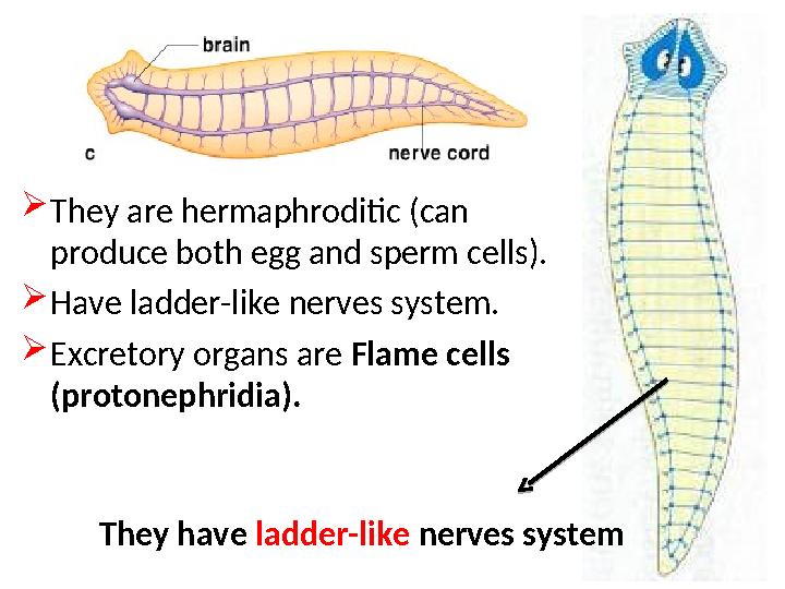  They are hermaphroditic (can produce both egg and sperm cells).  Have ladder-like nerves system.  Excretory organs are Fla