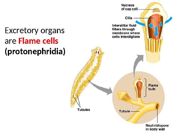 Excretory organs are Flame cells (protonephridia)