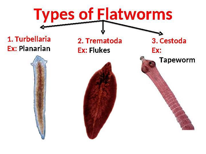 Types of Flatworms 1. Turbellaria Ex: Planarian 2. Trematoda Ex: Flukes 3. Cestoda Ex: Tapeworm