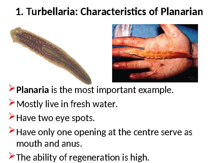 1. Turbellaria: Characteristics of Planarian  Planaria is the most important example.  Mostly live in fresh water.  Have two