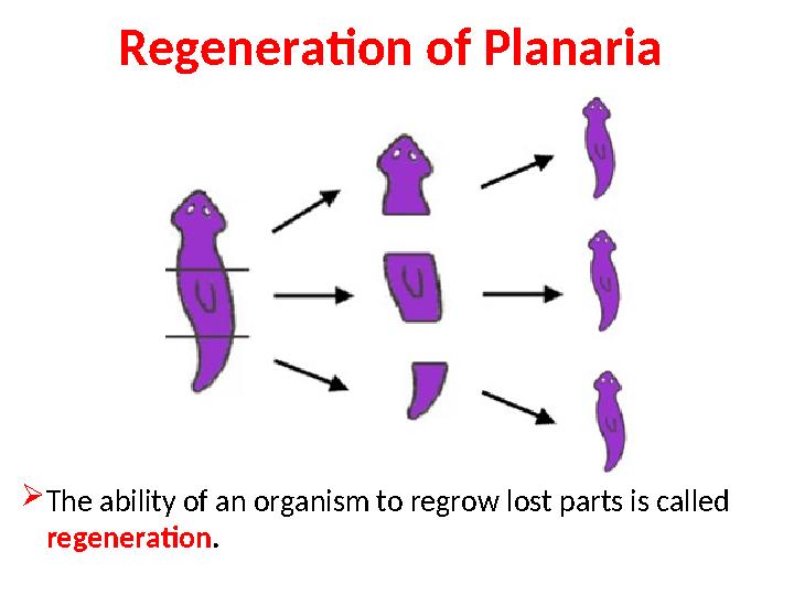 Regeneration of Planaria  The ability of an organism to regrow lost parts is called regeneration .